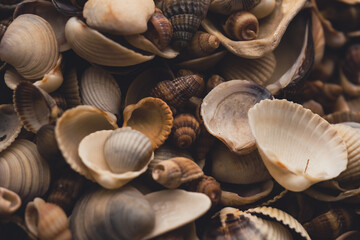 Seashells for backdrop. Sea shells for design pattern. Seashells for wallpaper. Colorful shells...