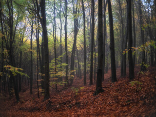 Fototapeta premium Las we mgle