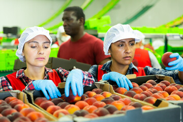 Confident latina females working on sorting line at fruits industrial production facility