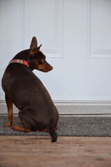 German pinscher dog waiting at the door 