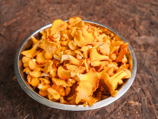 Metal stainless bowl full with fine golden chanterelle mushrooms. Tasty nature product collected in clean forest for cooking. Fine organic food. Brown wooden background out of focus