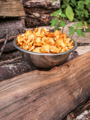 Metal stainless bowl full with fine golden chanterelle mushrooms standing on a firewood, rural country background. Tasty nature product collected in clean forest for cooking. Fine organic food.