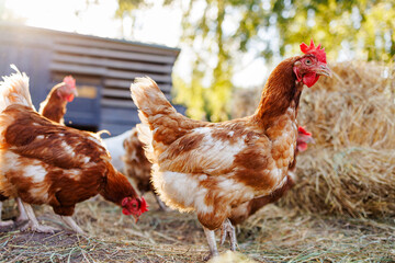 chicken close up on background of chicken eco farm, free range chicken farm