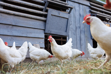 Brown hen pecking at feed in sunny farm yard, free range chickens on eco farm
