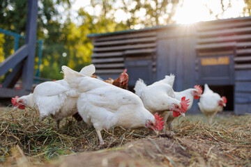 chicken close up on background of chicken eco farm, free range chicken farm