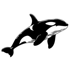 Orca Vector Illustration in Black