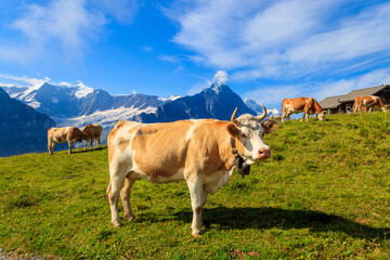 Herd of cows grazing on a green alpine meadow in the Swiss Alps, Switzerland