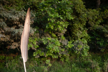 Goose Feather and a Background With Trees