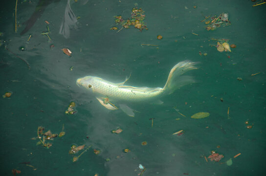 White Kod in a pond