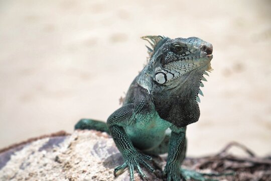 iguane de Guadeloupe