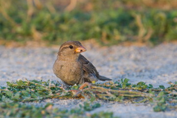 Sparrow bird perched on the ground is searching for the food near to Neusiedler see in Austria. Podersdorf city. Summer evening.