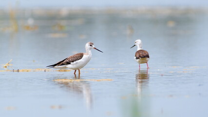 Himantopus himantopus aka Black-winged Stilt is walking in the swamp. Wader bird with long red legs. Zicksee, Austria.