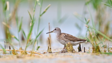 Wader bird Tringa glareola aka Wood Sandpiper is hidden in the reed. Zicksee, Austria.