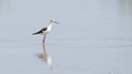Himantopus himantopus aka Black-winged Stilt and reflection on the water surface. Funny wader bird with long red legs. Neusiedler see, Austria.