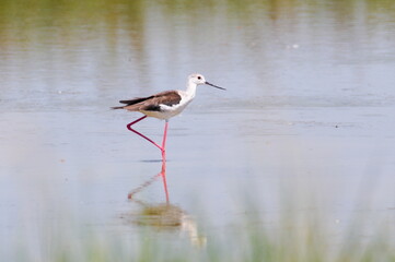 Obraz premium Himantopus himantopus aka Black-winged Stilt and reflection on the water surface. Funny wader bird with long red legs. Neusiedler see, Austria.