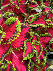 Coleus 4