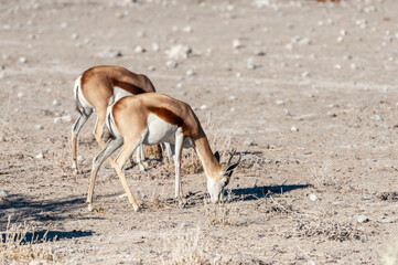 Two Impalas -Aepyceros melampus- grazing on the plains of Etosha National Park, Namibia.