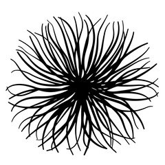 Sea Anemone Vector Illustration