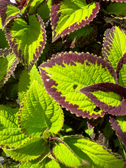 Coleus 1