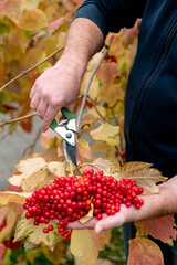 Gardening. Harvesting. Pruning of ripe viburnum. Gardener's hands. Secateurs garden tool. Close up