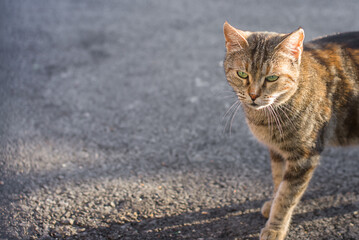 A cat stands on an asphalt road