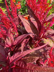 Mixed Red Plants
