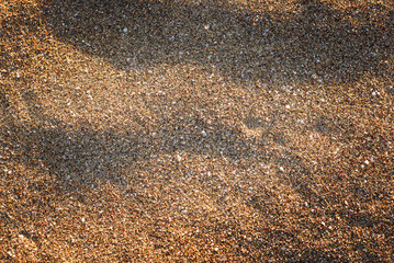 Background: scattered sand with small shell fragments