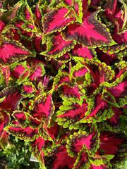 Coleus 2