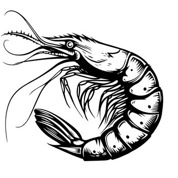 recommend clip art: Shrimp Black Vector Illustration
