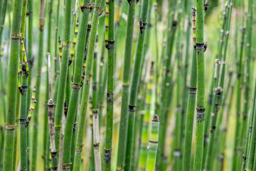 Obraz premium Schachtelhalme (Equisetum)