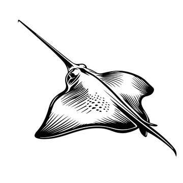 recommend clip art: Stingray Black Vector Illustration