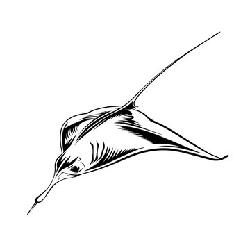 recommend clip art: Stingray Black Vector Illustration