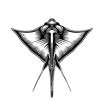 recommend clip art: Stingray Black Vector Illustration