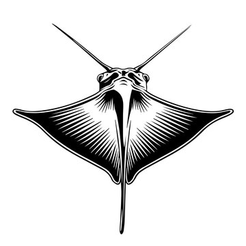 recommend clip art: Stingray Black Vector Illustration