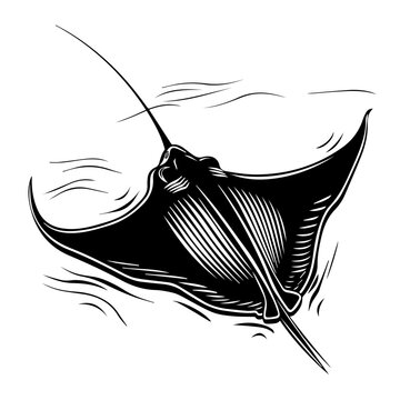 recommend clip art: Stingray Black Vector Illustration