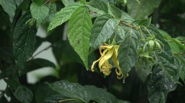 A leafy green plant with a yellow flower on it. The flower is drooping and the leaves are wet