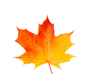 Orange bright maple leaf on a white background