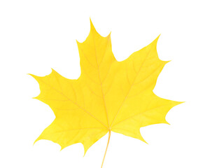 Yellow maple leaf on white background