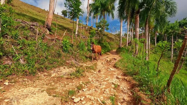Mulo suelto camino casaca el limon