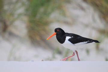 austernfischer haematopus ostralegus