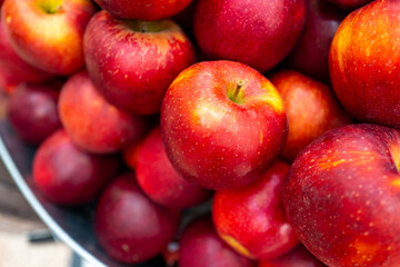 Red apples harvest. Fresh apple harvest. Ripe red apple. Fresh organic apples.