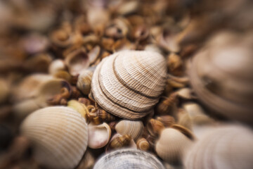 Sea shells collection. Marine mollusk shell. Marine background. Texture of the ocean shells. Seashell background. Sea shells pattern. Seashell background.