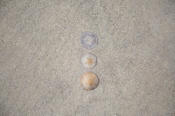 sand dollars lined up on the sand
