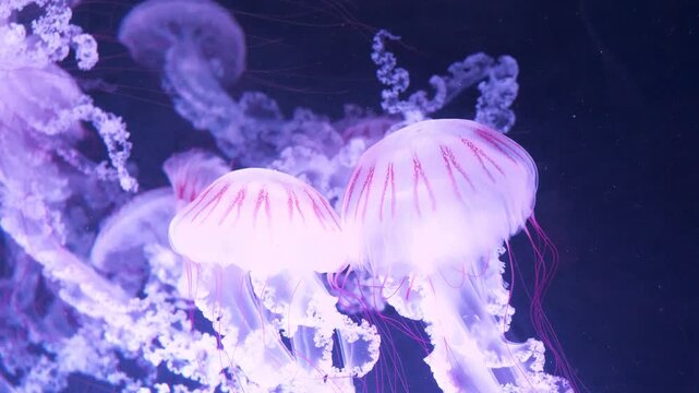 Slow Motion Pair of beautiful jellyfishes rise to surface of ocean. Medusas swims underwater