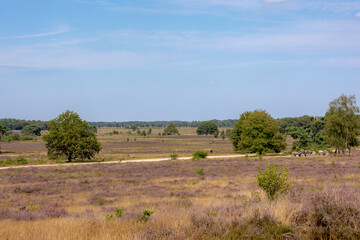 Obraz premium Flowering calluna vulgaris with nature garval path, Heath, ling, heide or simply heather, The sole species in the genus Calluna in the family of Ericaceae, Havelterberg, Havelte, Drenthe, Netherlands.