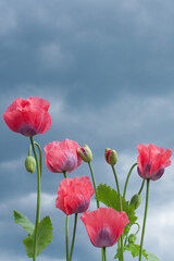 Red poppies against a blue sky