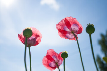 Naklejka premium Red poppies against a blue sky