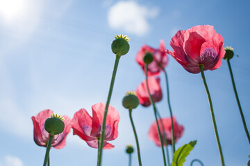 Naklejka premium Red poppies against a blue sky