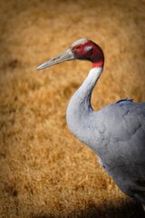 Crane at the zoo