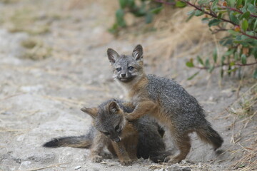 Play Time Fox Island Fox Pups